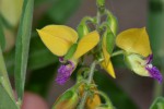 Polygala senensis var. senensis