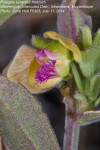 Polygala senensis var. senensis