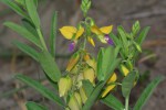 Polygala senensis var. senensis