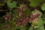 Polygala wilmsii