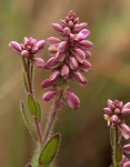 Polygala wilmsii