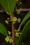 Clutia abyssinica var. abyssinica