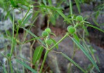 Euphorbia benthamii