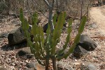 Euphorbia cooperi var. cooperi