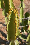 Euphorbia cooperi var. cooperi