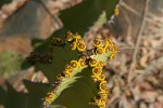 Euphorbia cooperi var. cooperi