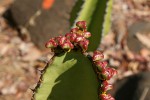 Euphorbia cooperi var. cooperi