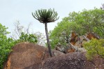 Euphorbia cooperi var. cooperi