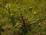 Euphorbia crebrifolia