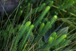 Euphorbia crebrifolia