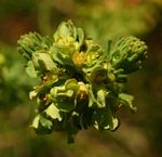 Euphorbia crebrifolia