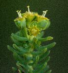 Euphorbia crebrifolia