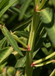 Euphorbia crotonoides subsp. crotonoides