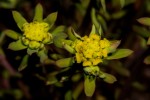 Euphorbia cyparissioides