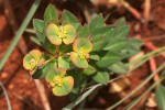 Euphorbia depauperata var. depauperata