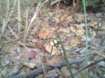 Euphorbia eylesii