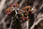 Euphorbia griseola subsp. griseola