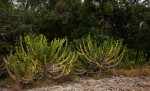 Euphorbia halipedicola