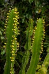 Euphorbia halipedicola