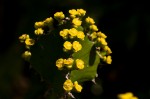 Euphorbia halipedicola