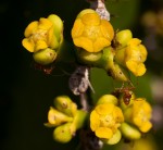 Euphorbia halipedicola