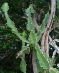 Euphorbia halipedicola