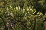 Euphorbia halipedicola