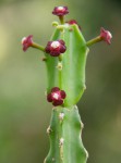 Euphorbia lividiflora