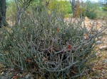 Euphorbia malevola