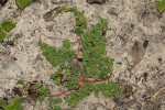 Euphorbia mossambicensis