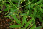 Euphorbia pfeilii