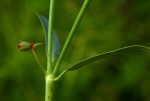 Euphorbia pfeilii