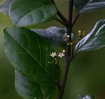 Cassinopsis tinifolia