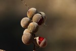 Pappea capensis