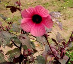 Hibiscus acetosella