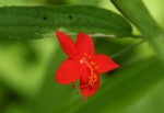 Hibiscus allenii