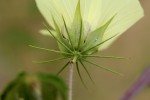 Hibiscus caesius