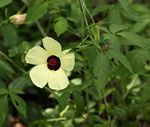 Hibiscus caesius