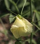 Hibiscus caesius