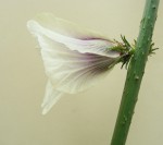 Hibiscus cannabinus