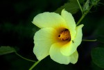 Hibiscus dongolensis