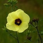 Hibiscus engleri