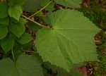 Hibiscus lunarifolius