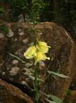 Hibiscus lunarifolius