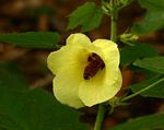 Hibiscus lunarifolius