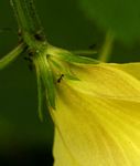 Hibiscus lunarifolius