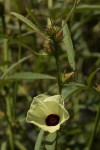 Hibiscus nigricaulis