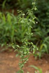 Hibiscus micranthus