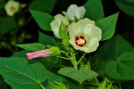 Hibiscus rhabdotospermus