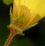 Hibiscus schinzii